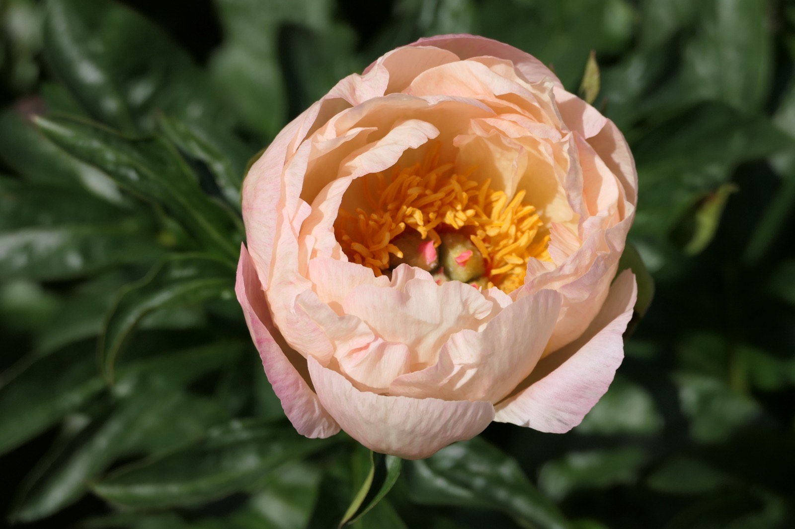 Austin Flower Co. on Instagram: "Kings Day Peony! The perfect amount of blush fo