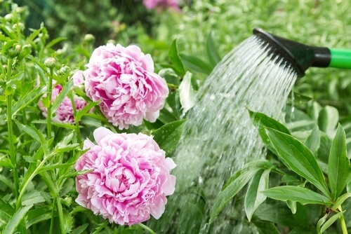 How often to water peonies in pots? | Read our tips here!