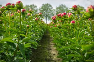 peonies grown