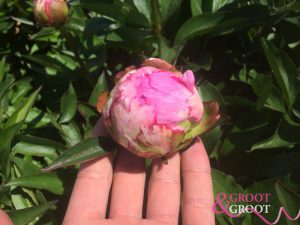 peony winter care