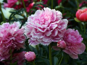 winter care peony